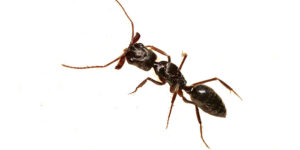 Ants Westchester NY Pest Control Exterminator