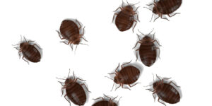 Bed Bugs Bedbugs Westchester NY Pest Control Exterminator