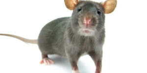 Rats Mice Westchester NY Pest Control Exterminator