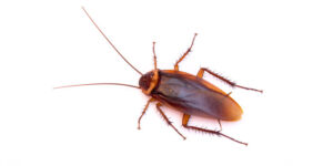 Cockroaches Westchester NY Pest Control Exterminator