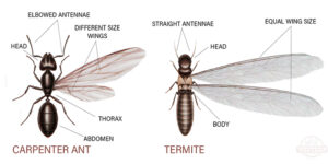 Termites Westchester NY Pest Control Exterminator